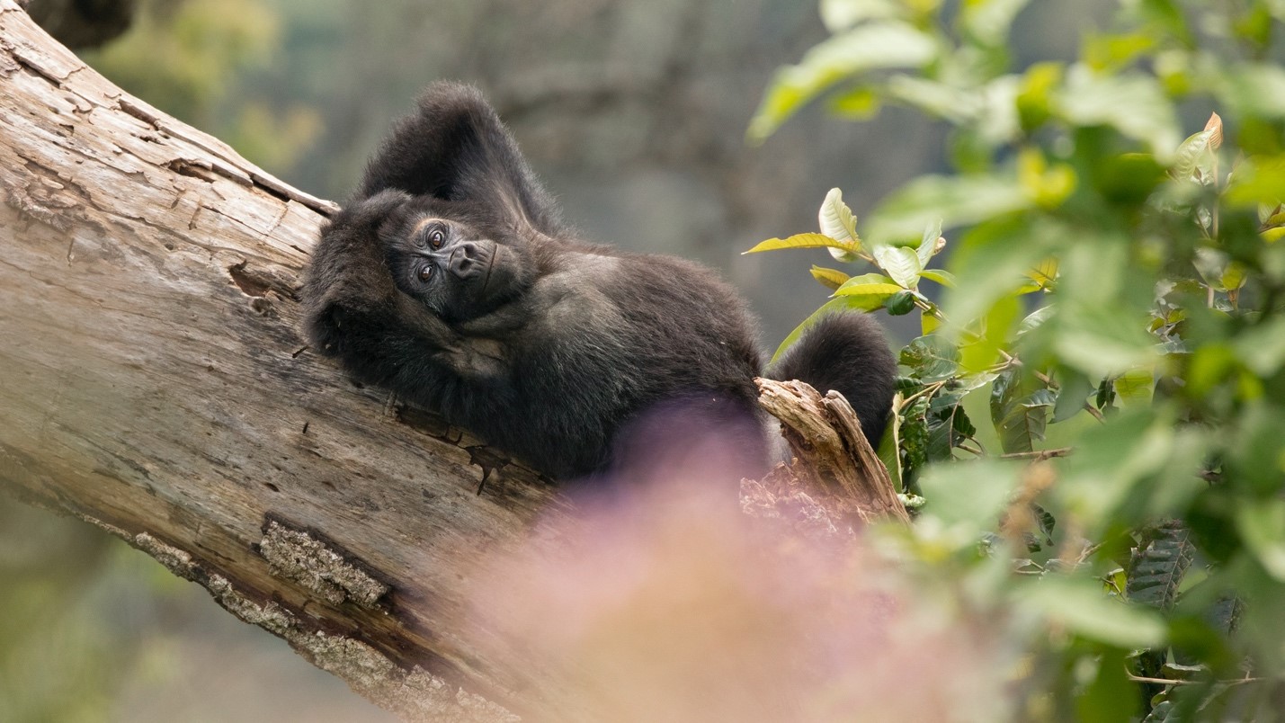 a gorilla lounges on a tree trunk