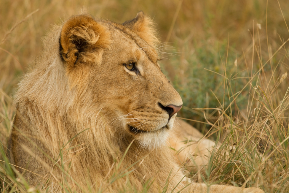a young male lion looks across the masai mara of kenya