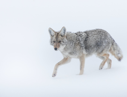 a lone coyote runs across the snow in yellowstone national park