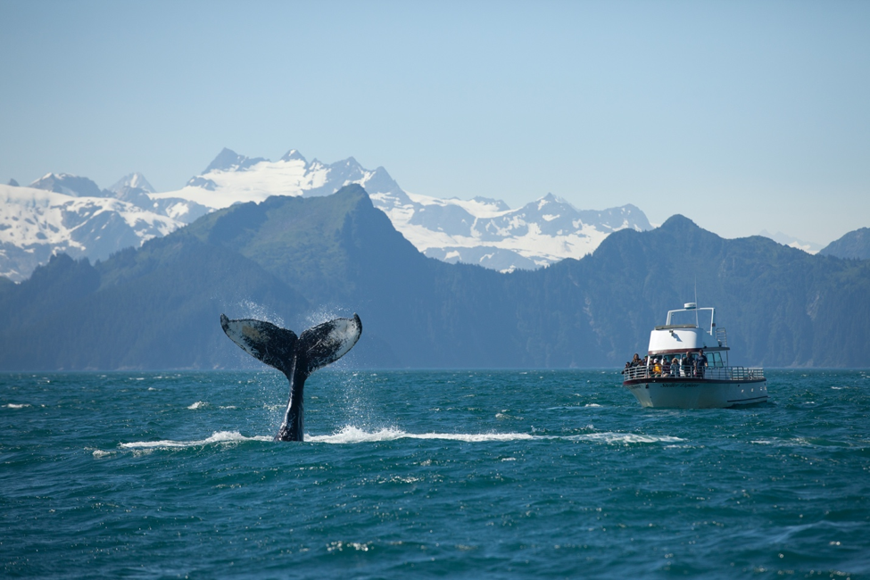 a humpback whale tail emerges in alaska's kenai fjords