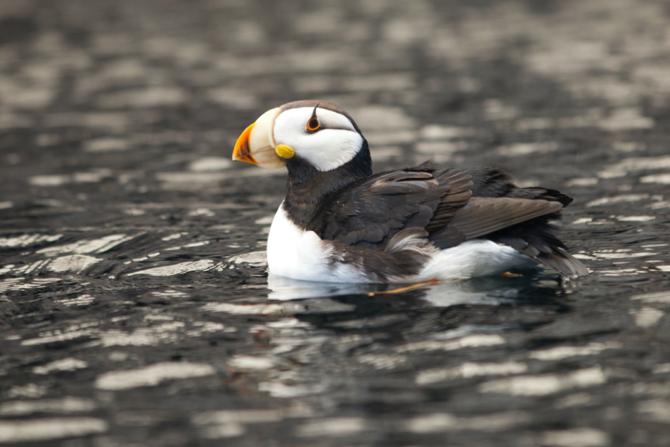 a puffin paddles in the alaskan water