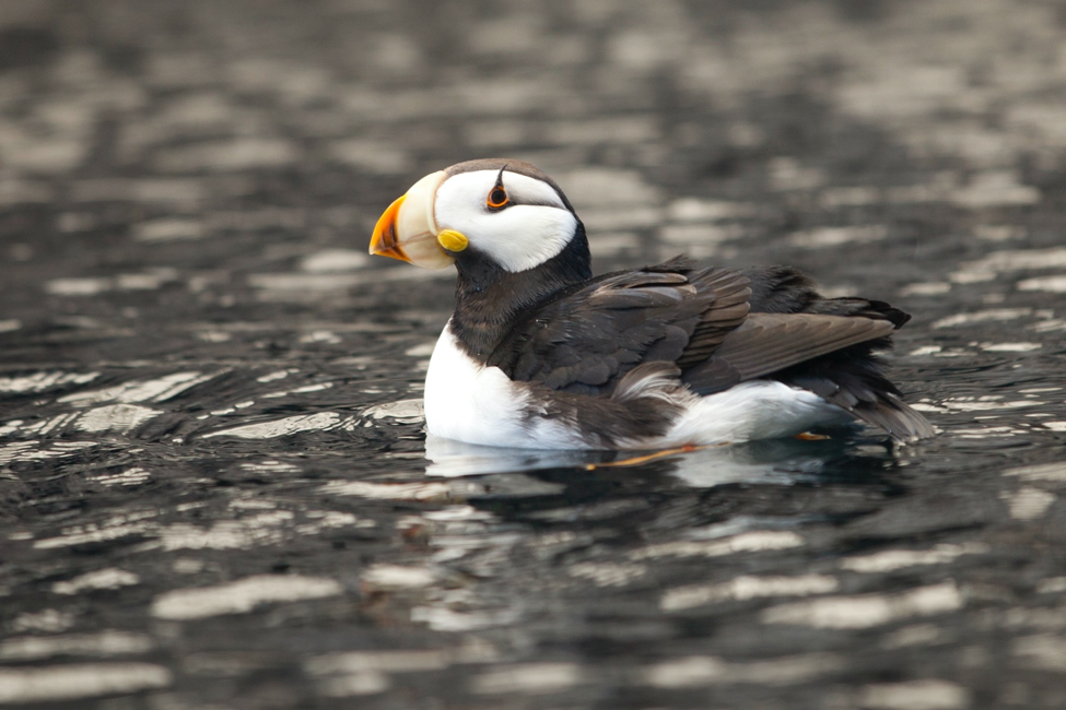 a puffin paddles in the alaskan water