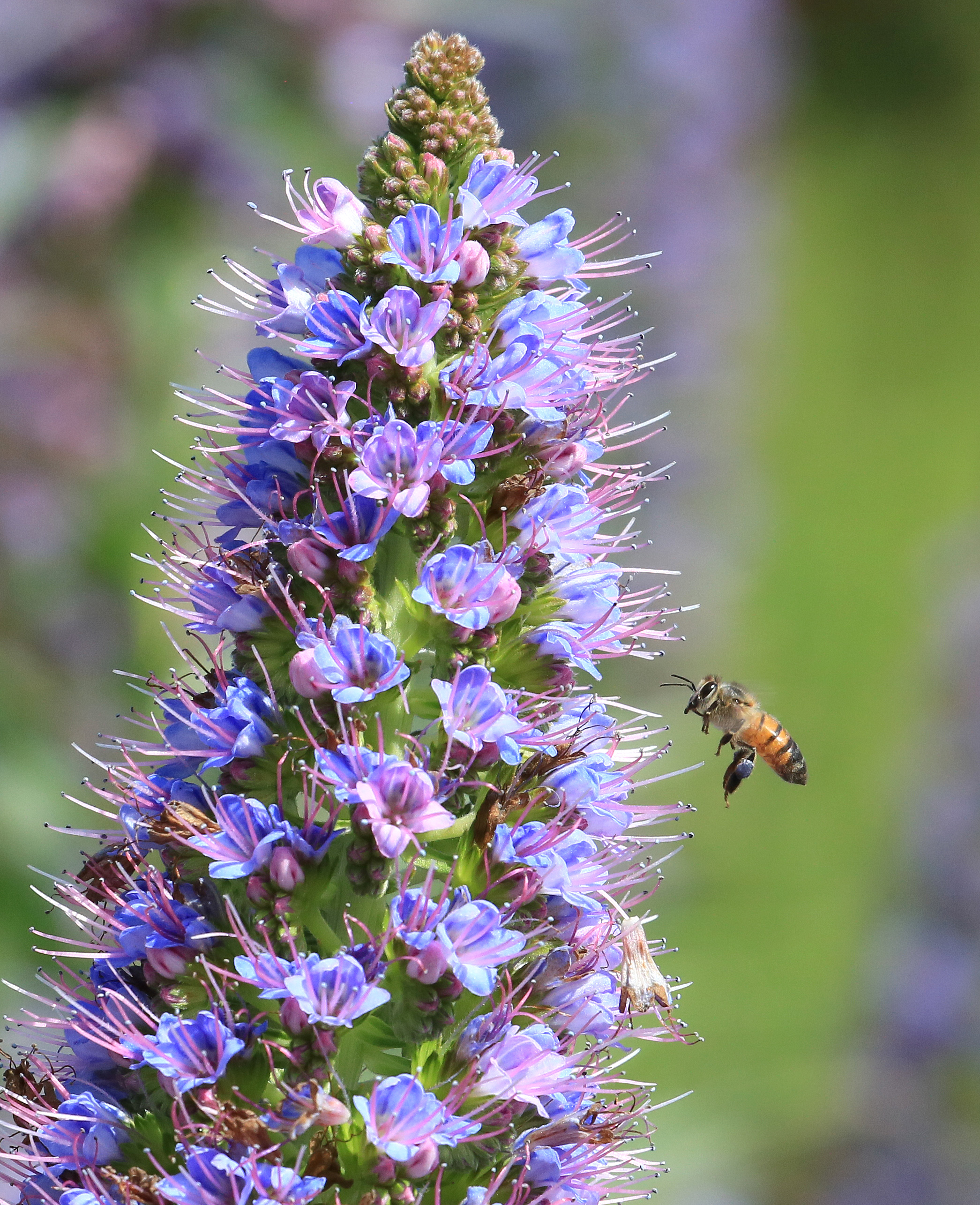 a honey bee hovers by flowers