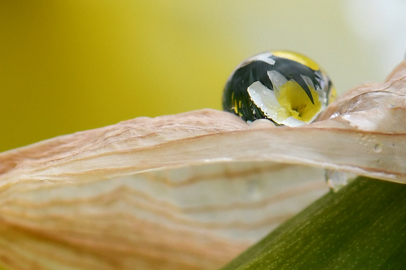 a colorful flower appears in a water droplet