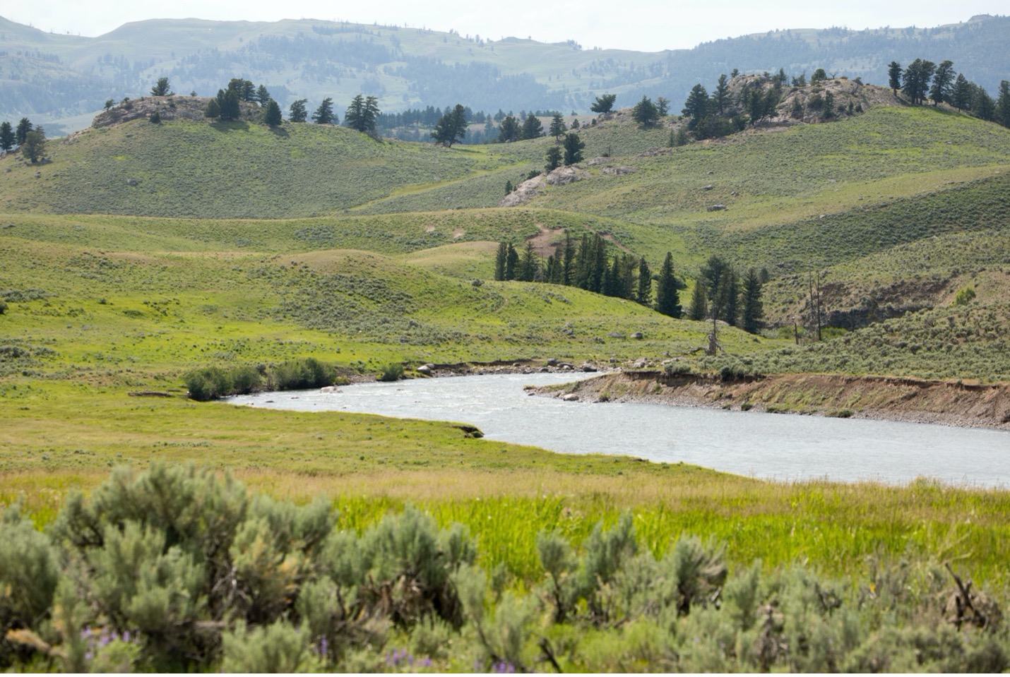 a sweeping landscape view of Lamar Valley in Yellowstone