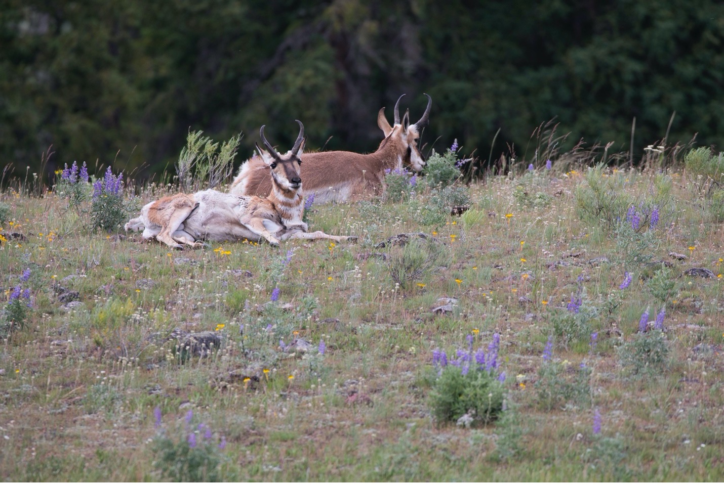 two pronghorn side by side in a meadow in Yellowstone