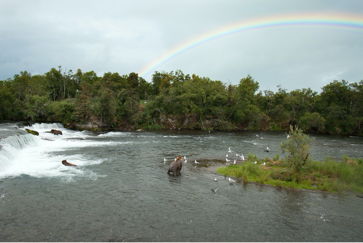 several brown bears are attracted to the falls where salmon leap