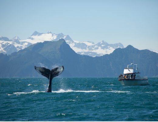 a humpback whale tail in Alaska