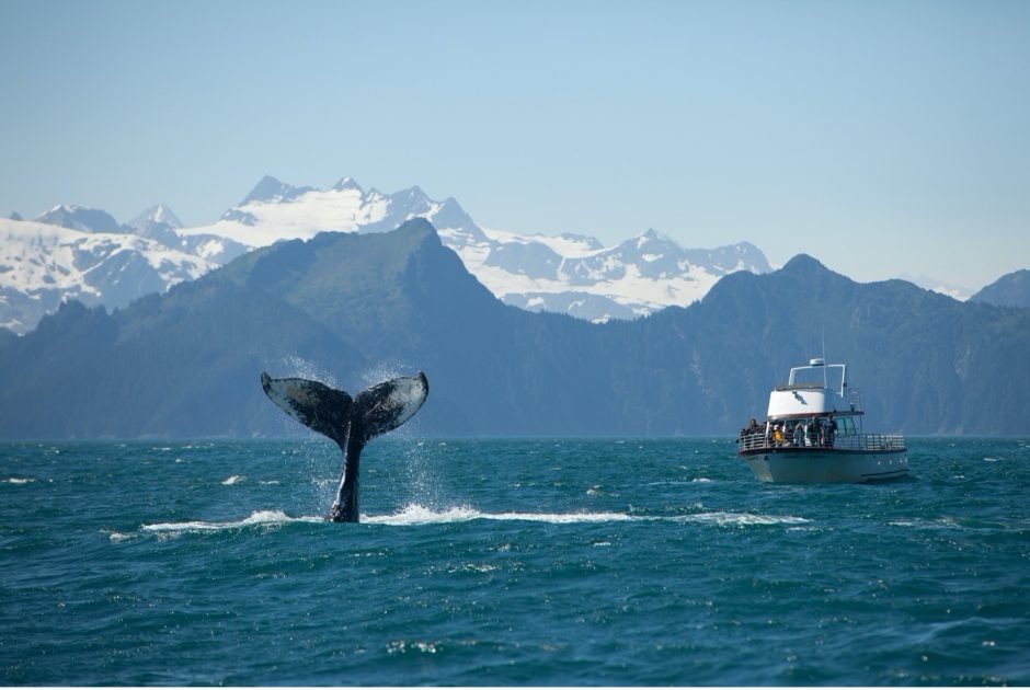 a humpback whale tail in Alaska