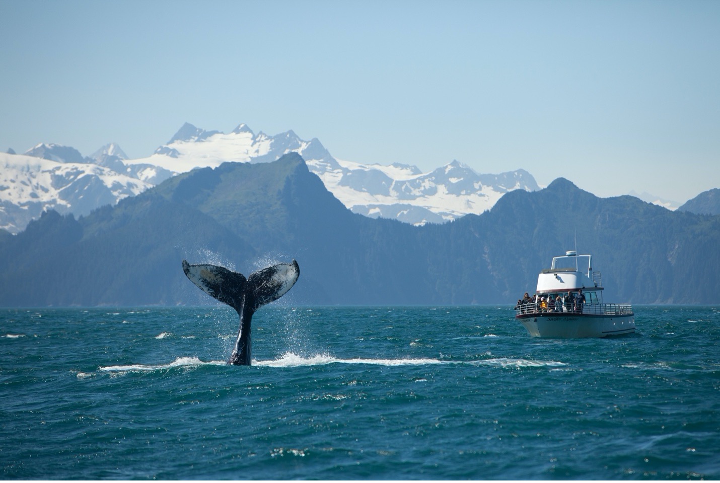 a humpback whale tail in Alaska