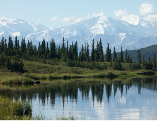 the majestic Denali National Park
