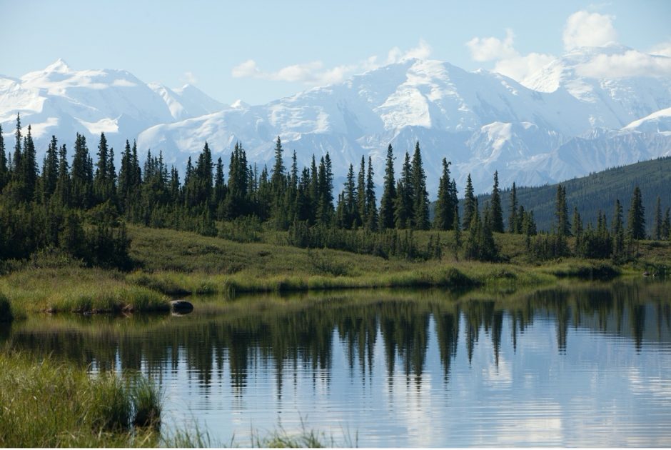 the majestic Denali National Park