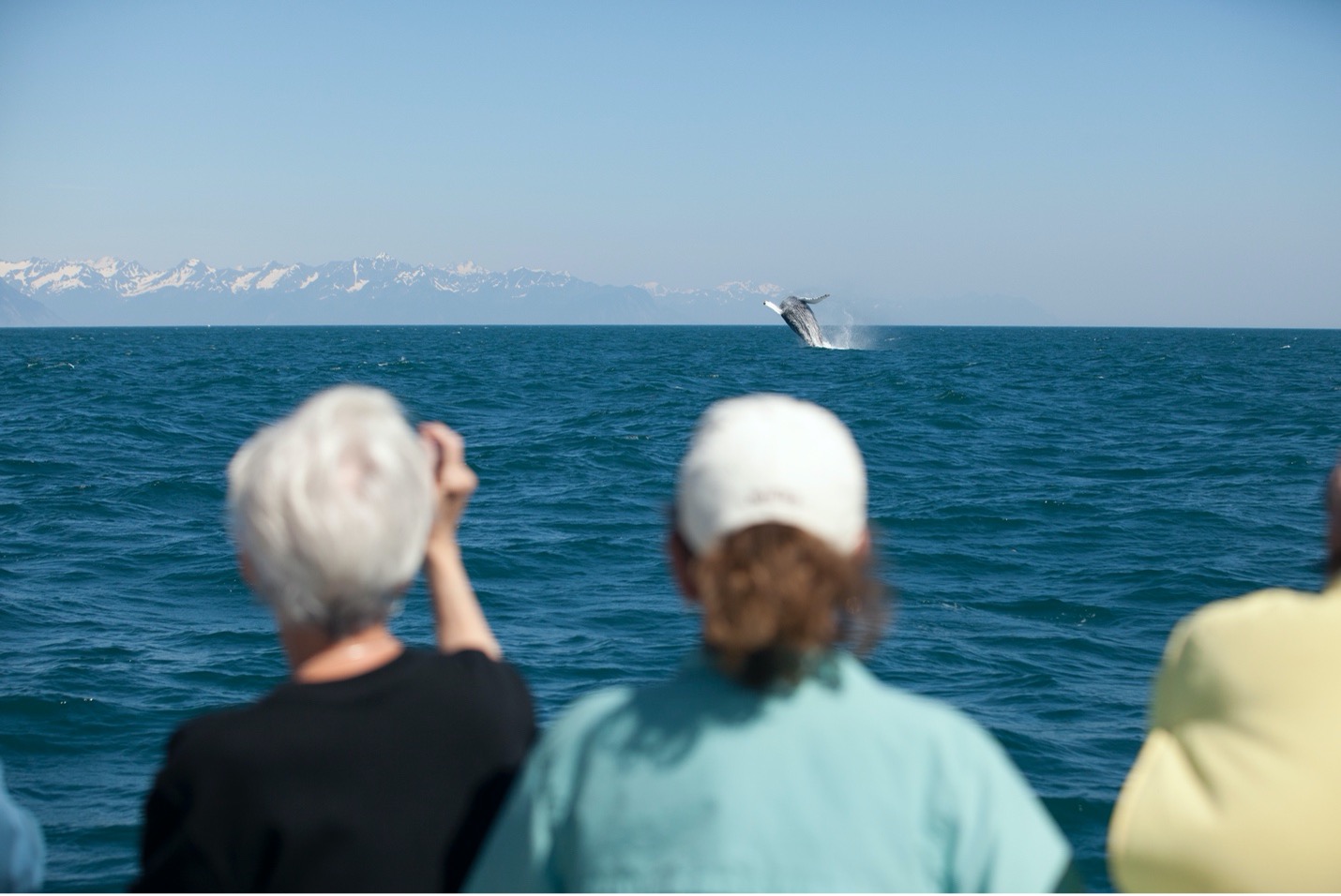 people view a breaching humpback whale in Kenai Fjords in Alaska