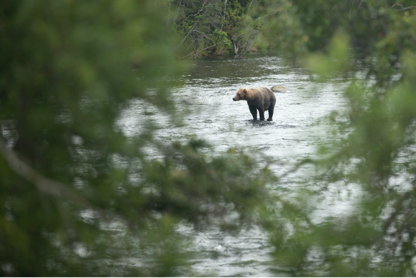 a single brown bear is shrouded by vegetation in Alaska
