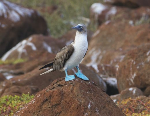 a male blue footed booby proudly poses in the Galapagos