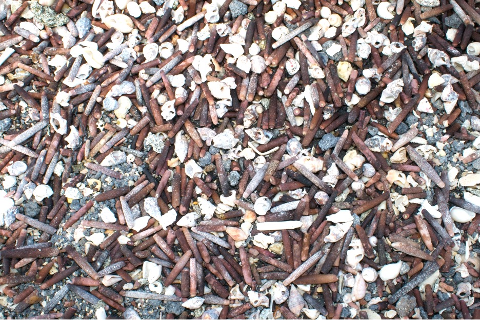 Urchin spines and tiny sea shells make up the sand on a galapagos beach