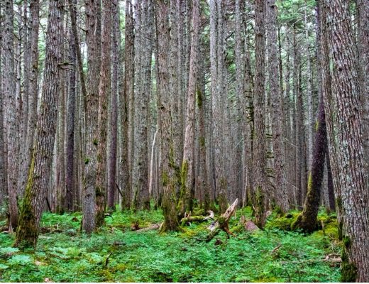 a forest of space trees fill the frame from edge to edge