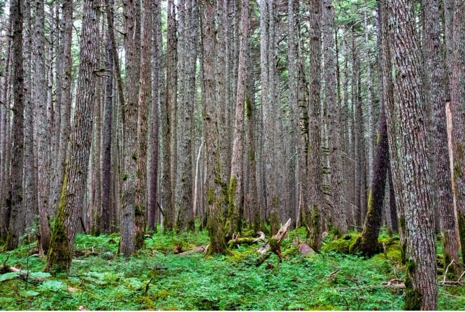 a forest of space trees fill the frame from edge to edge