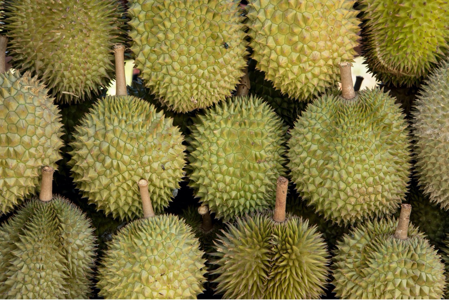 durian fruit is layered in a market in borneo