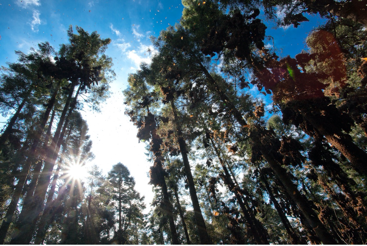 the monarch forest is showcases from ground level