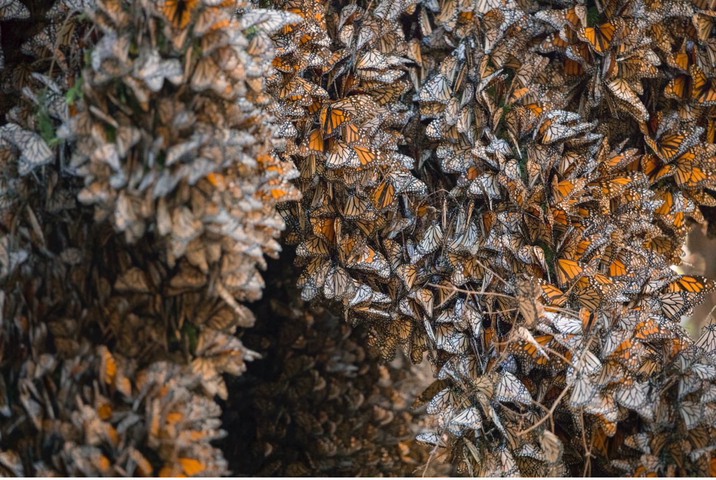 thousands of monarch butterflies cluster tightly in trees in mexico