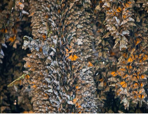monarch butterflies fill the frame of the photo from edge to edge