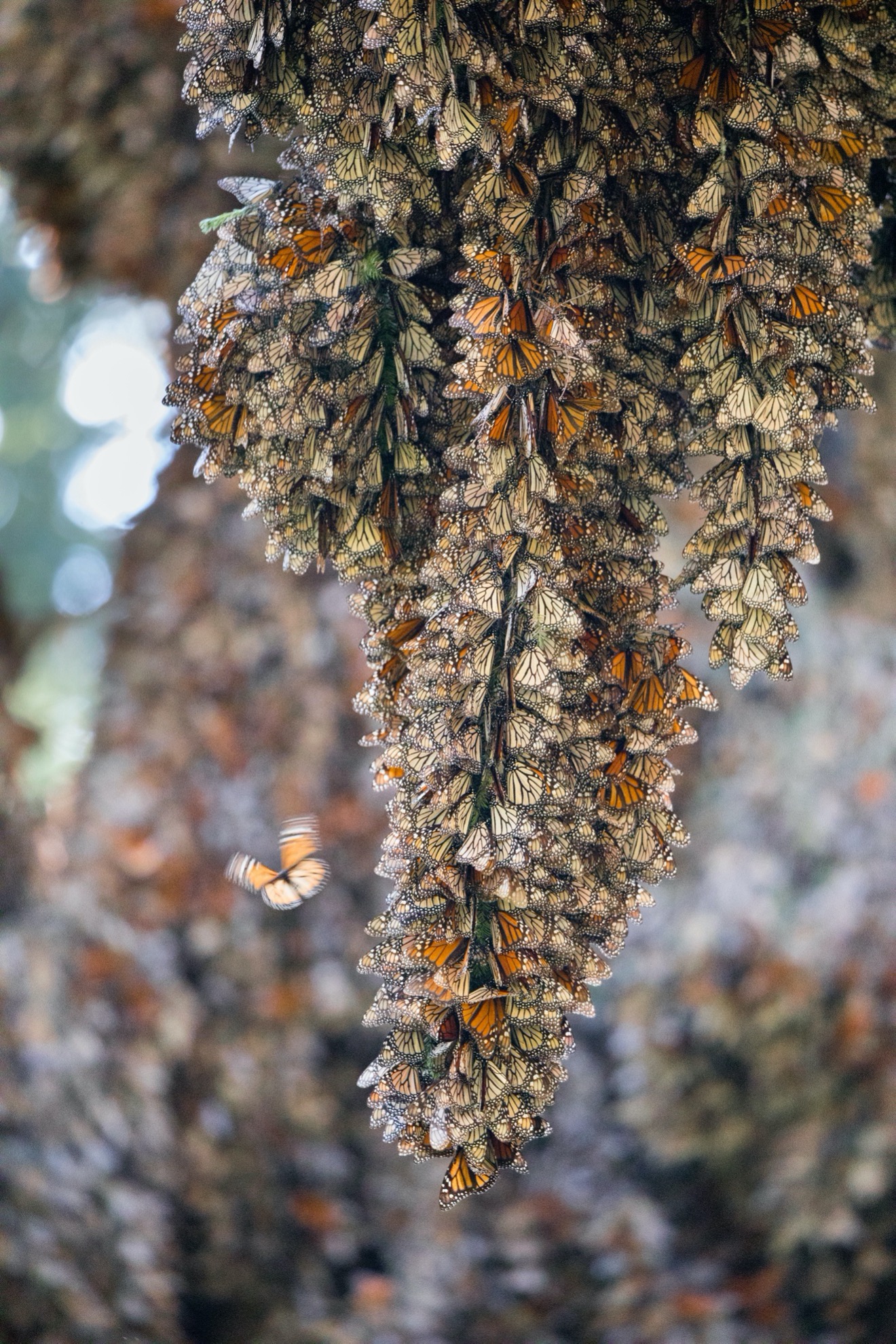a single cluster of monarch butterflies cling to a tree branch