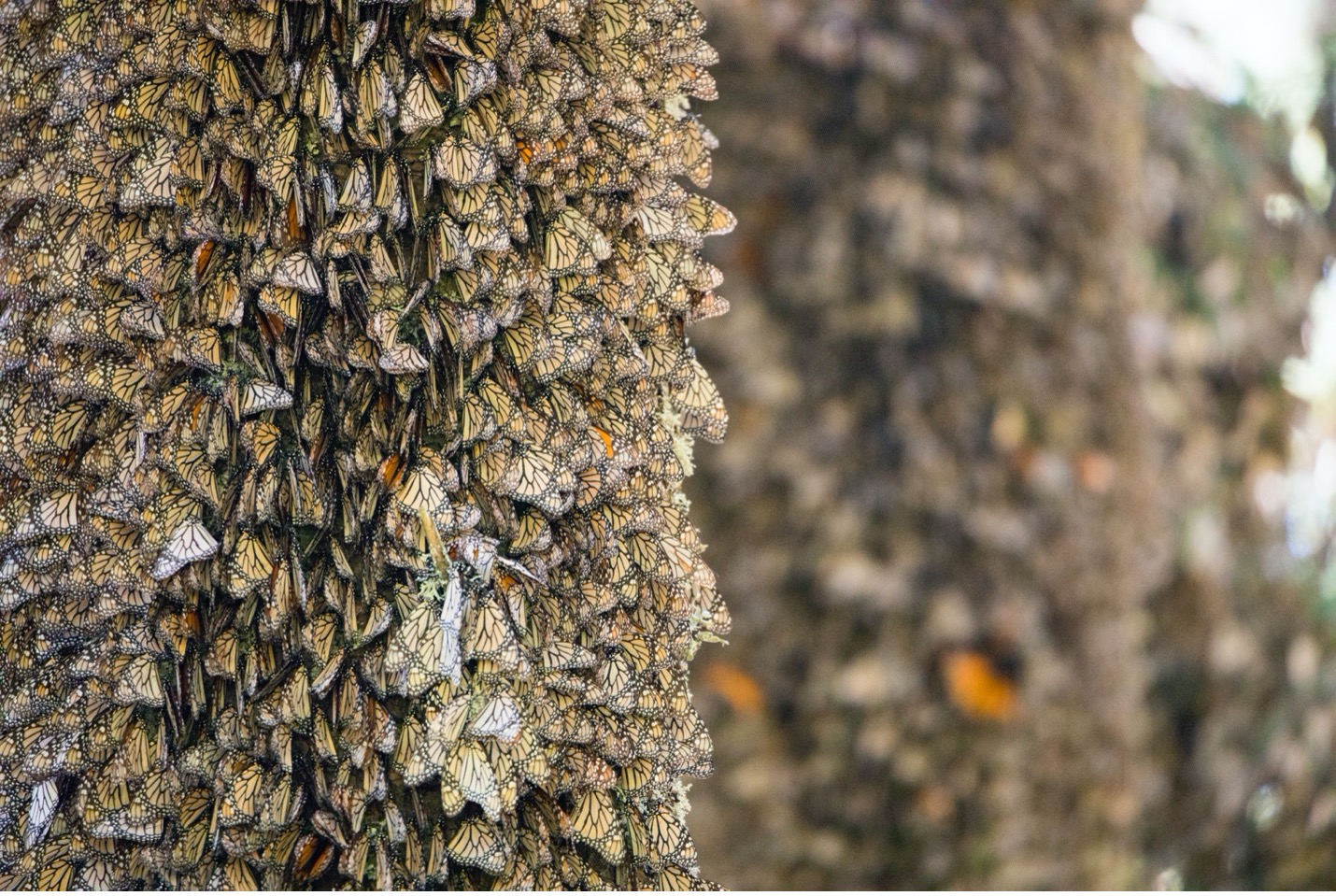 monarchs cling to tree trunks in layers