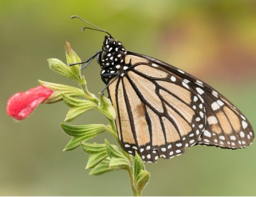 a side photo of a monarch butterfly in macro photography style