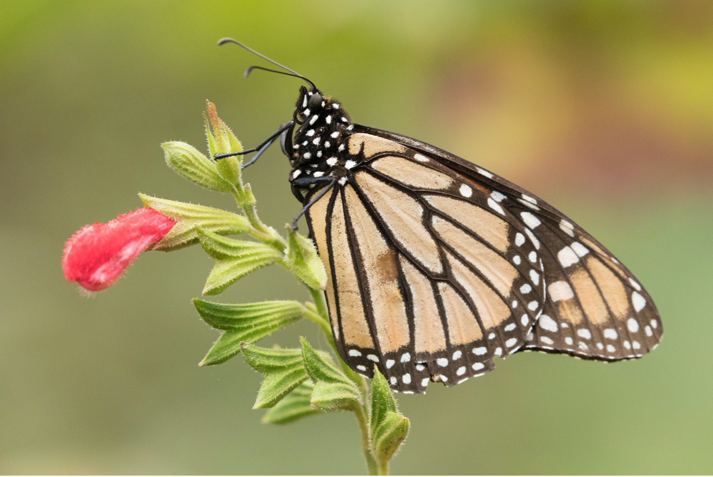 a side photo of a monarch butterfly in macro photography style