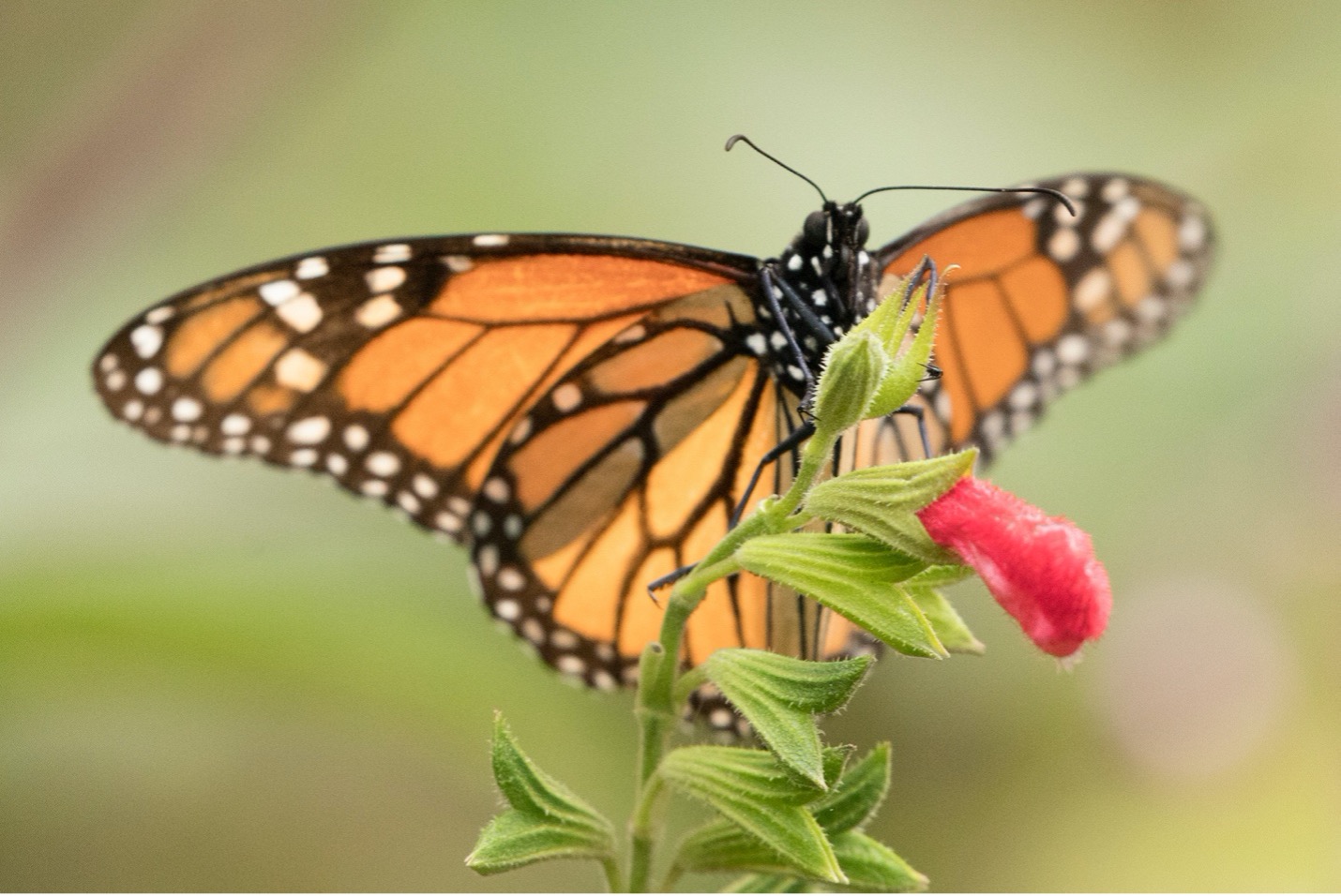 a head on photo of a monarch butterfly on a flower