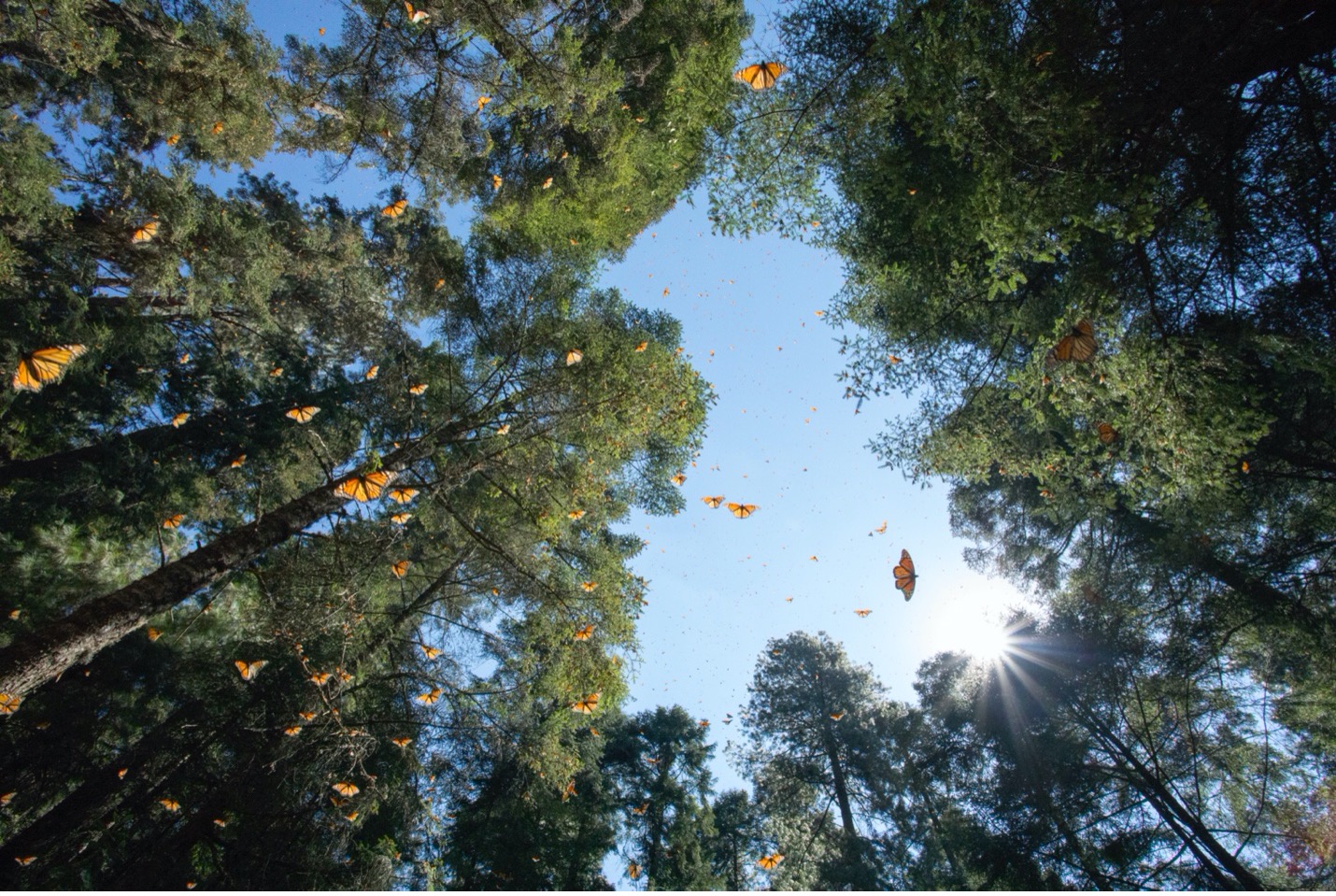 monarch butterflies soar through the air in great numbers