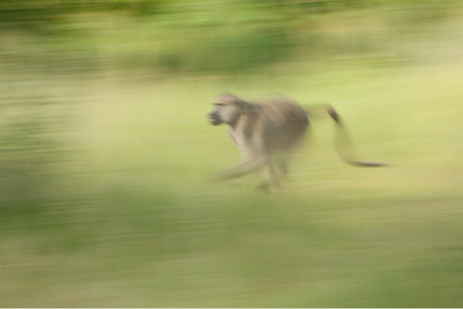 a baboon in africa runs through a field