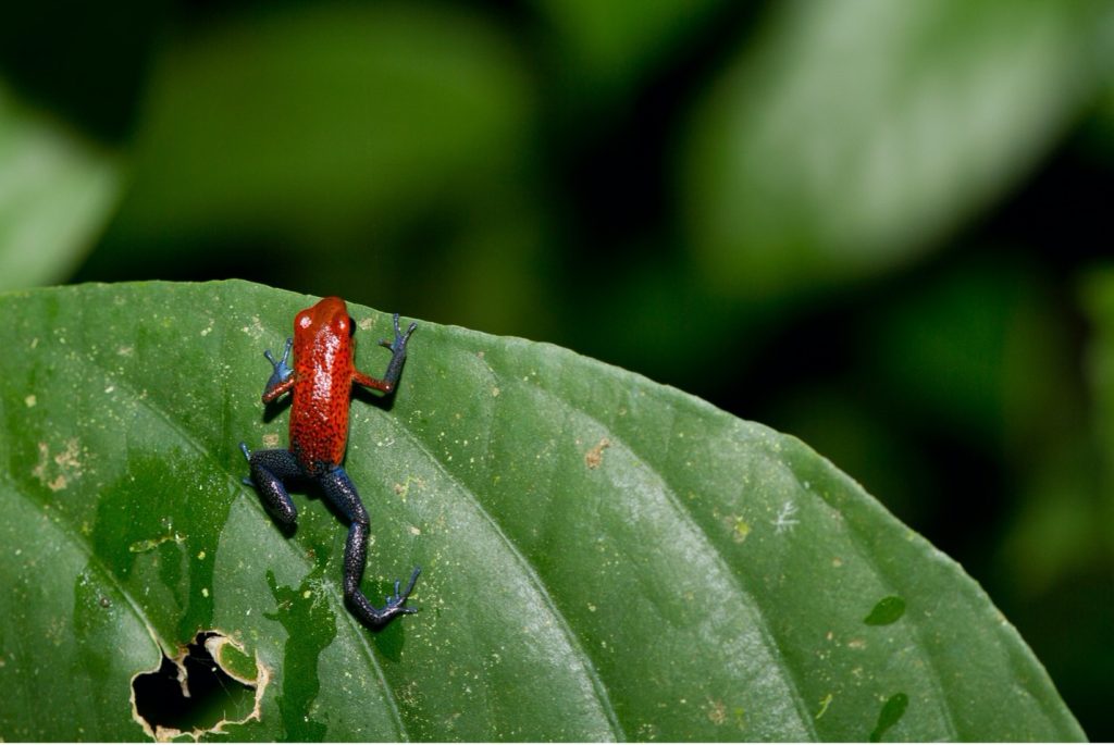 a small frog looks over the edge of a leaf in the rain forests of costa rica