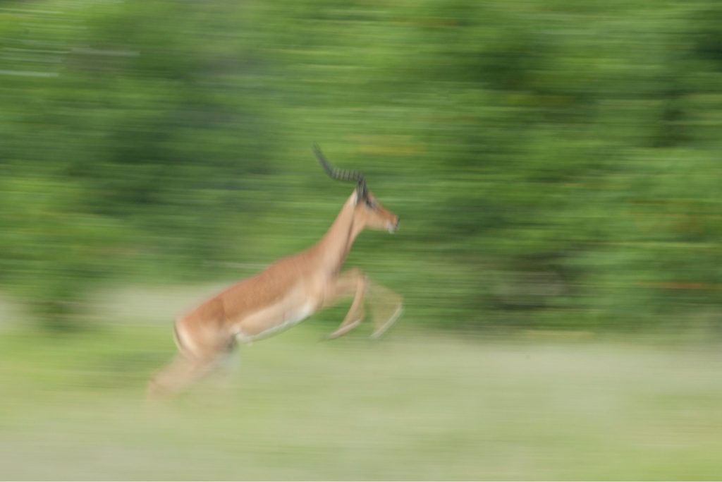 an impala gracefully leaps in blurred motion