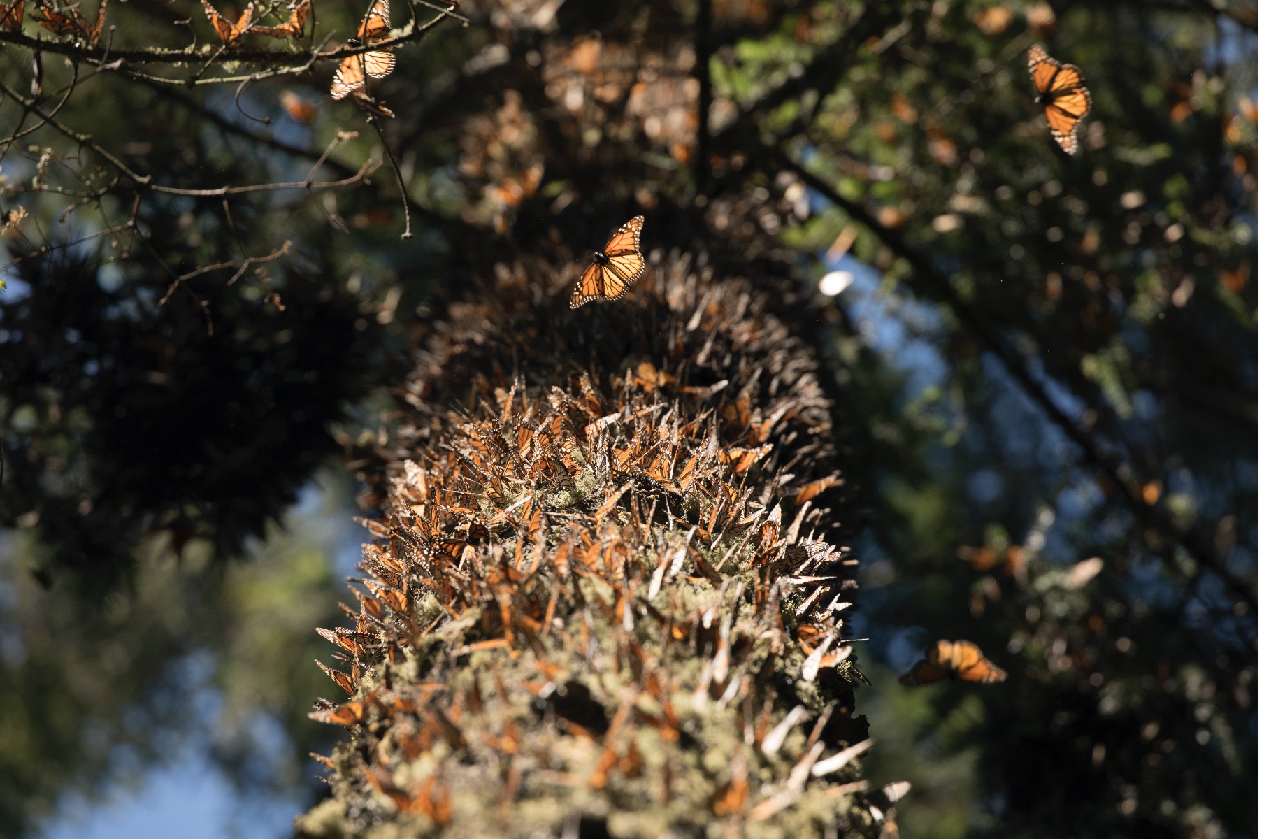 a view up into the tree trunk that is covered with monarch butterflies