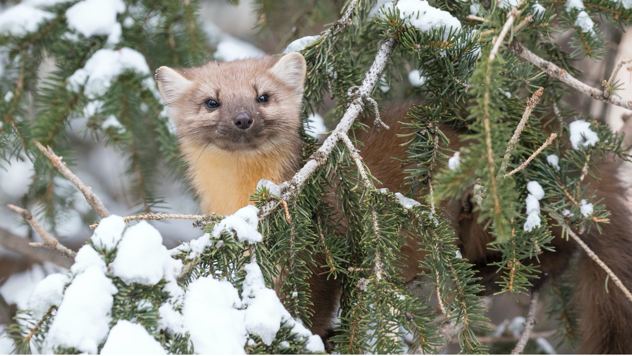 a small pine martin peers from the branches in yellowstone