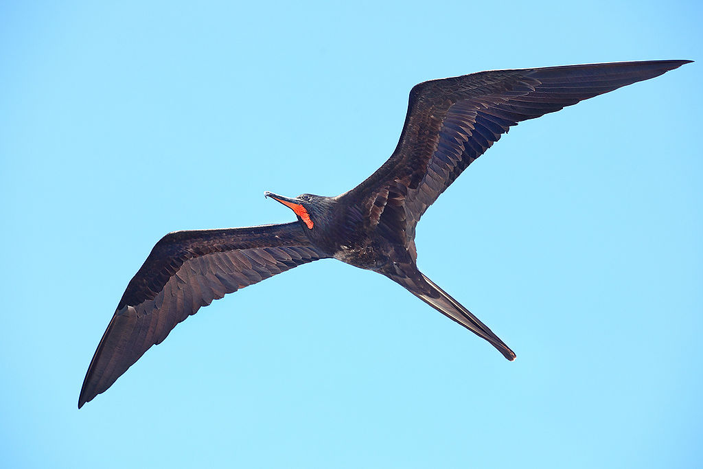 a beautiful frigate bird soaring