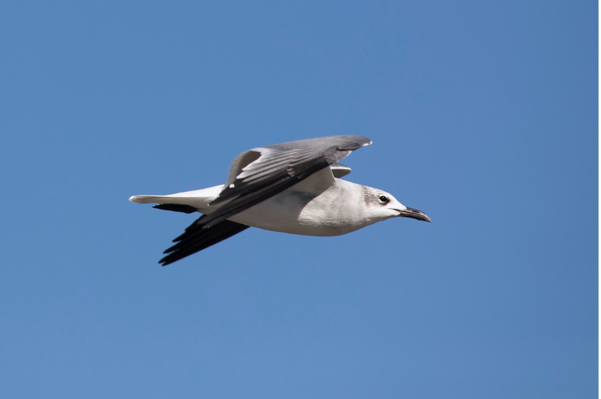 a gull flies parallel to the photographer