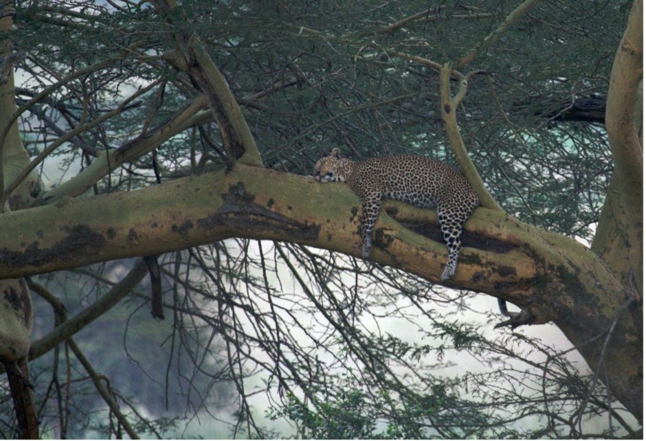 a lone leopard lounges in a tree in kenya