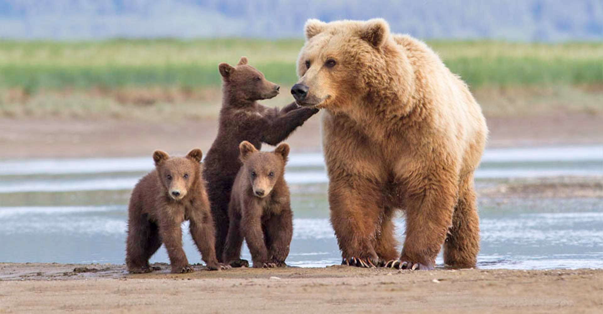a family of grizzly bears walk along the shore