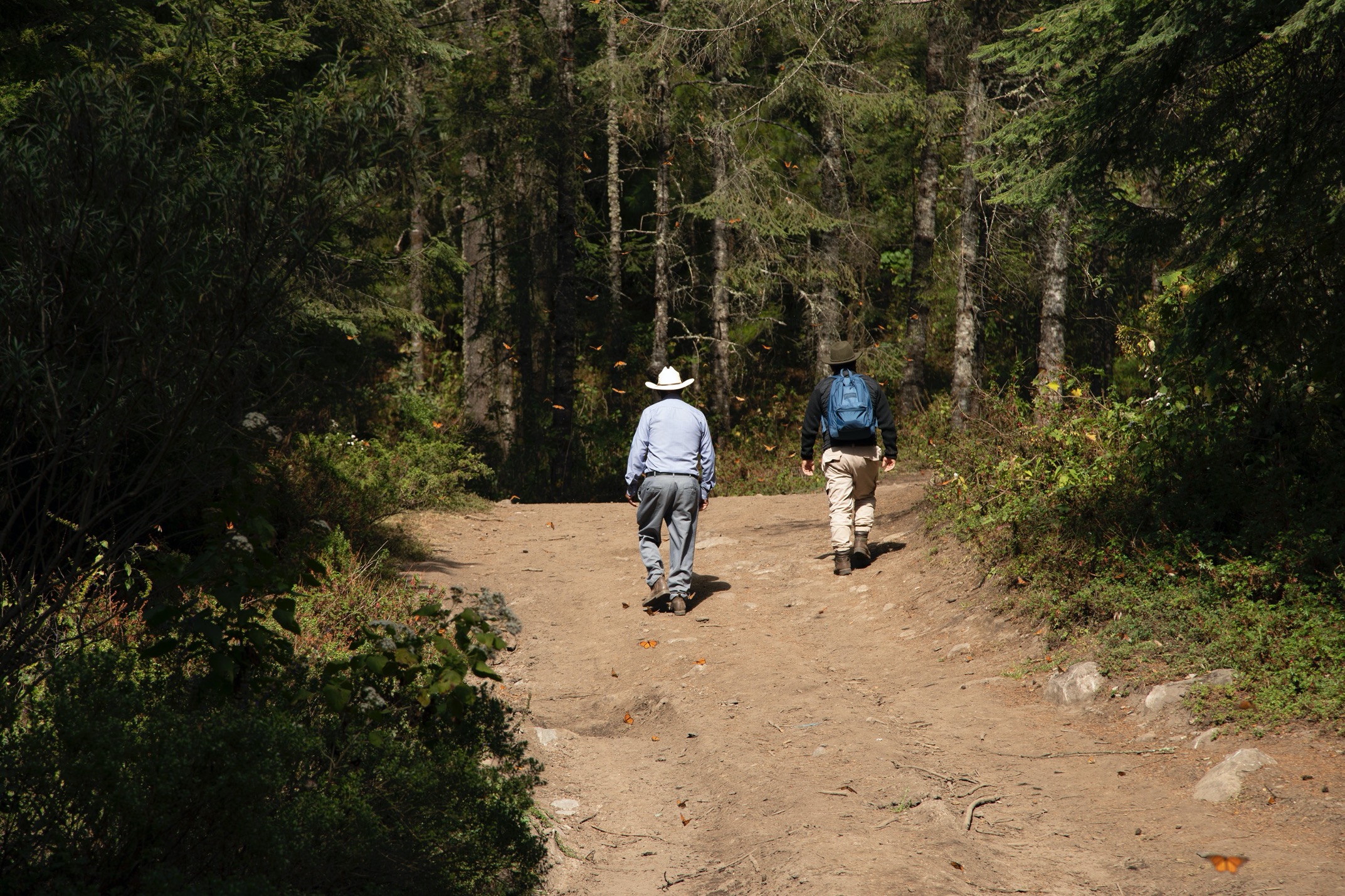 two mexican rangers walk on the trails surrounded by monarchs