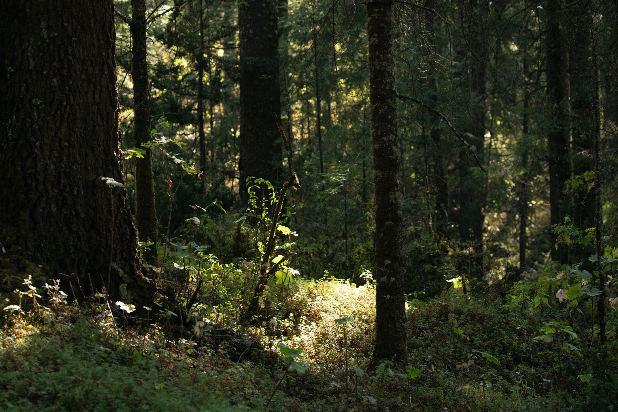 a tranquil scene from the forests where monarchs are found