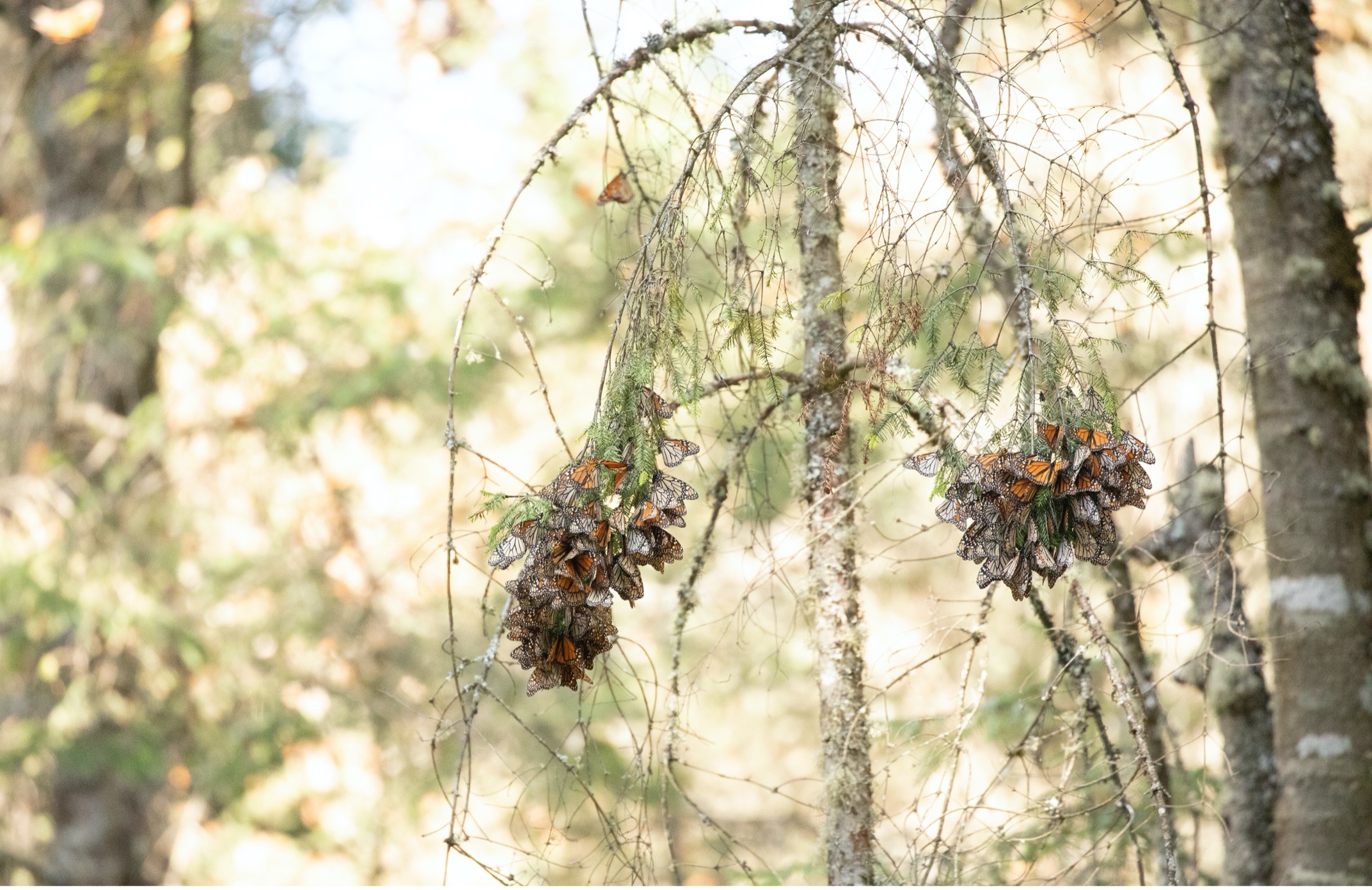 two small monarch clusters hang from a tree