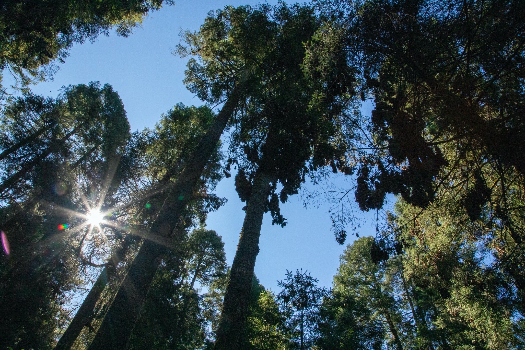 monarchs hang high in the trees of mexico