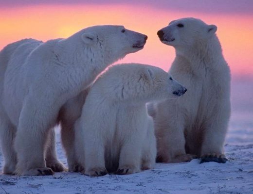 a family of polar bears at sunset