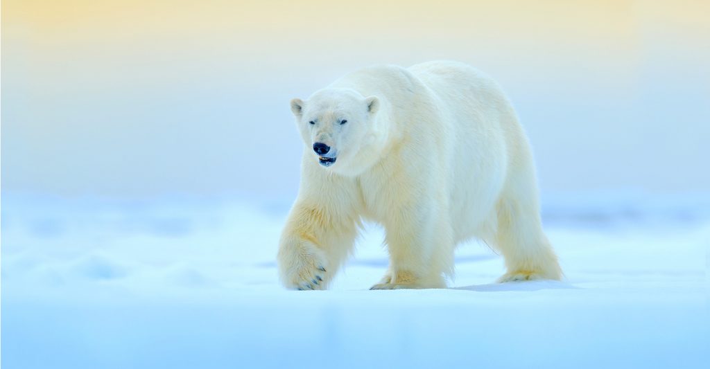○POLARBEAR○16×10×9◇B&G. ◇ The Best Lens for Polar Bear Photography