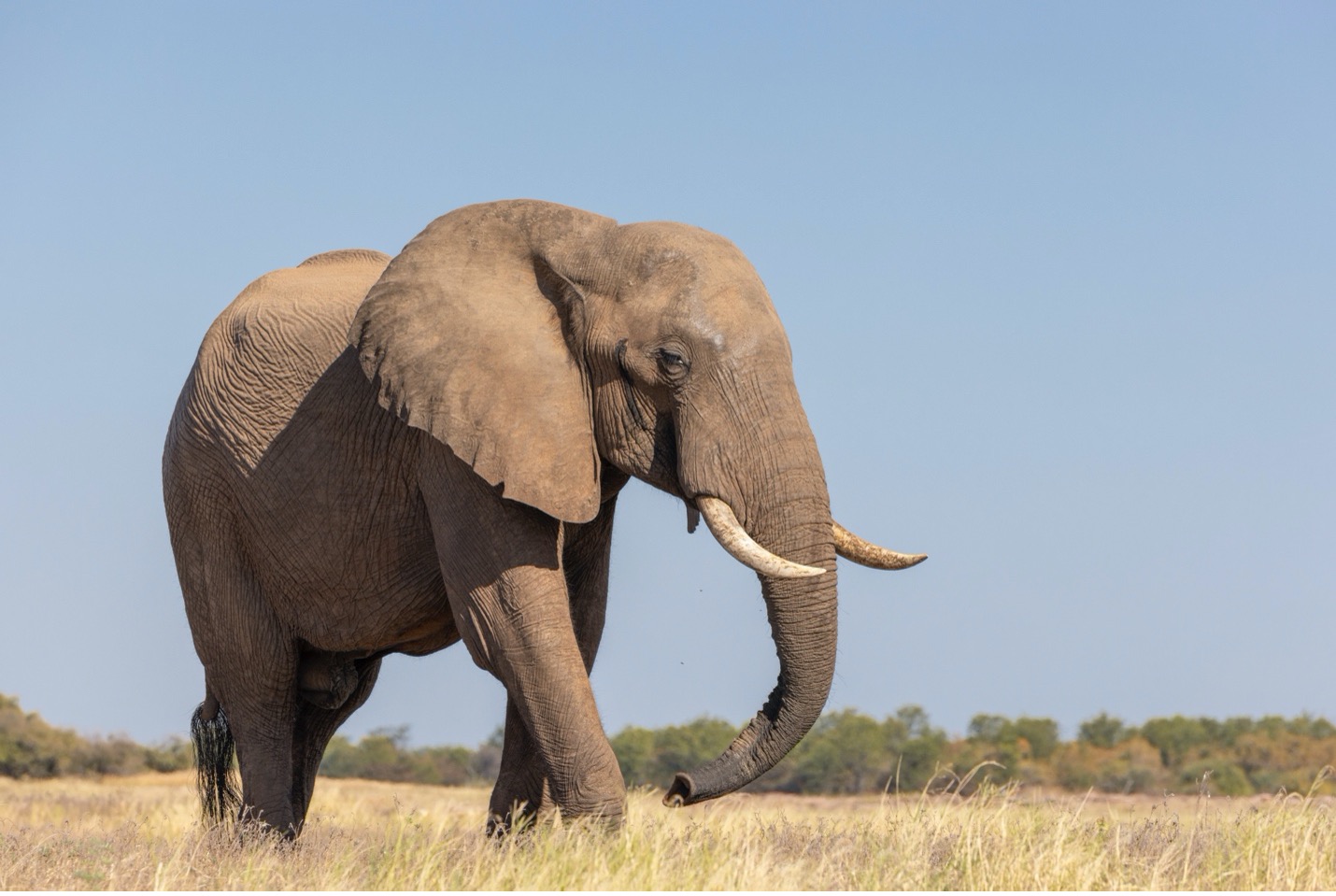 an elephant is seen at water level