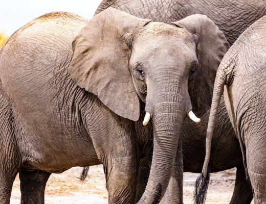 a young elephant stands out amongst the herd