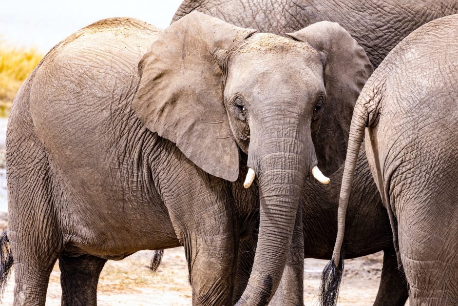 a young elephant stands out amongst the herd